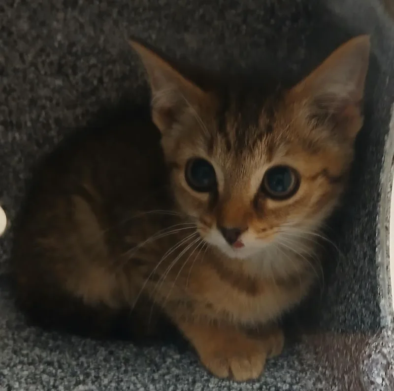 A baby large-sized male Domestic Short Hair cat named Casto for adoption in Greenfield, IN