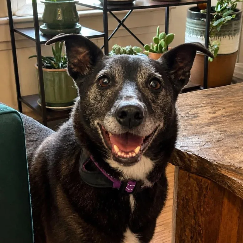 A senior medium-sized female Black Mixed Breed dog named Isadora for adoption in Rocky Mount, VA