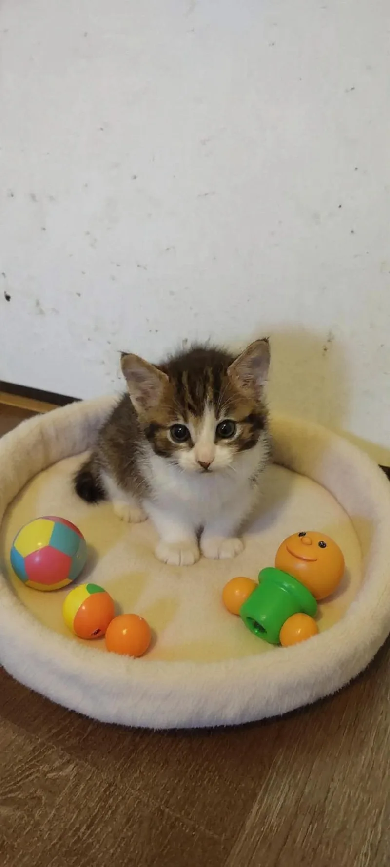 A baby extra large-sized male Domestic Short Hair cat named Peter for adoption in Rio Linda, CA