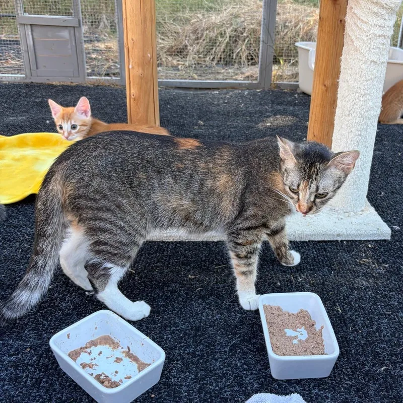 A young medium-sized female Torbie Domestic Short Hair cat named Carol for adoption in Pleasanton, CA