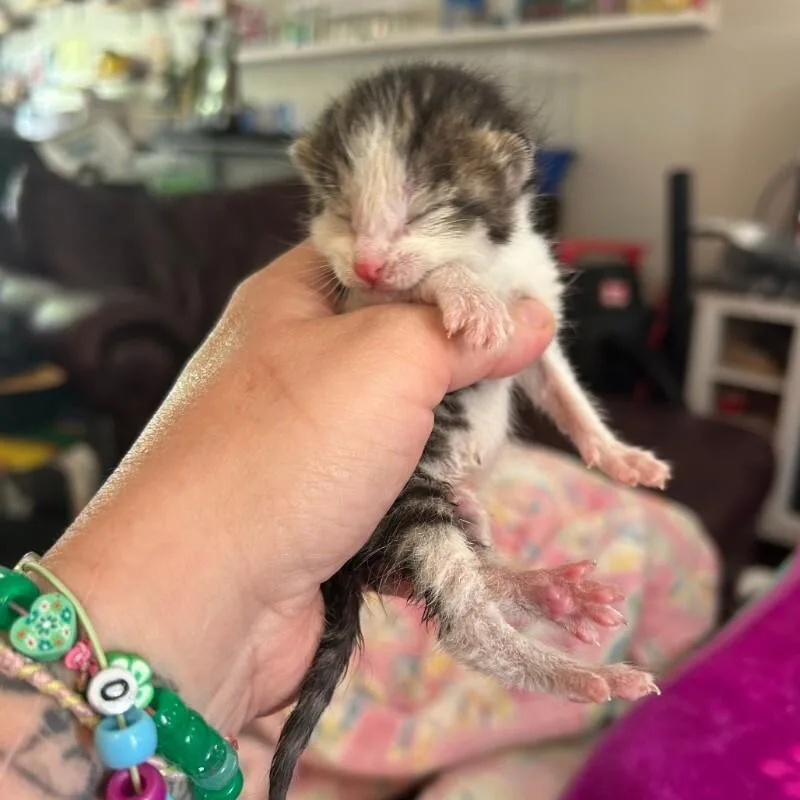 A baby medium-sized male Domestic Short Hair cat named Raff for adoption in Belton, MO