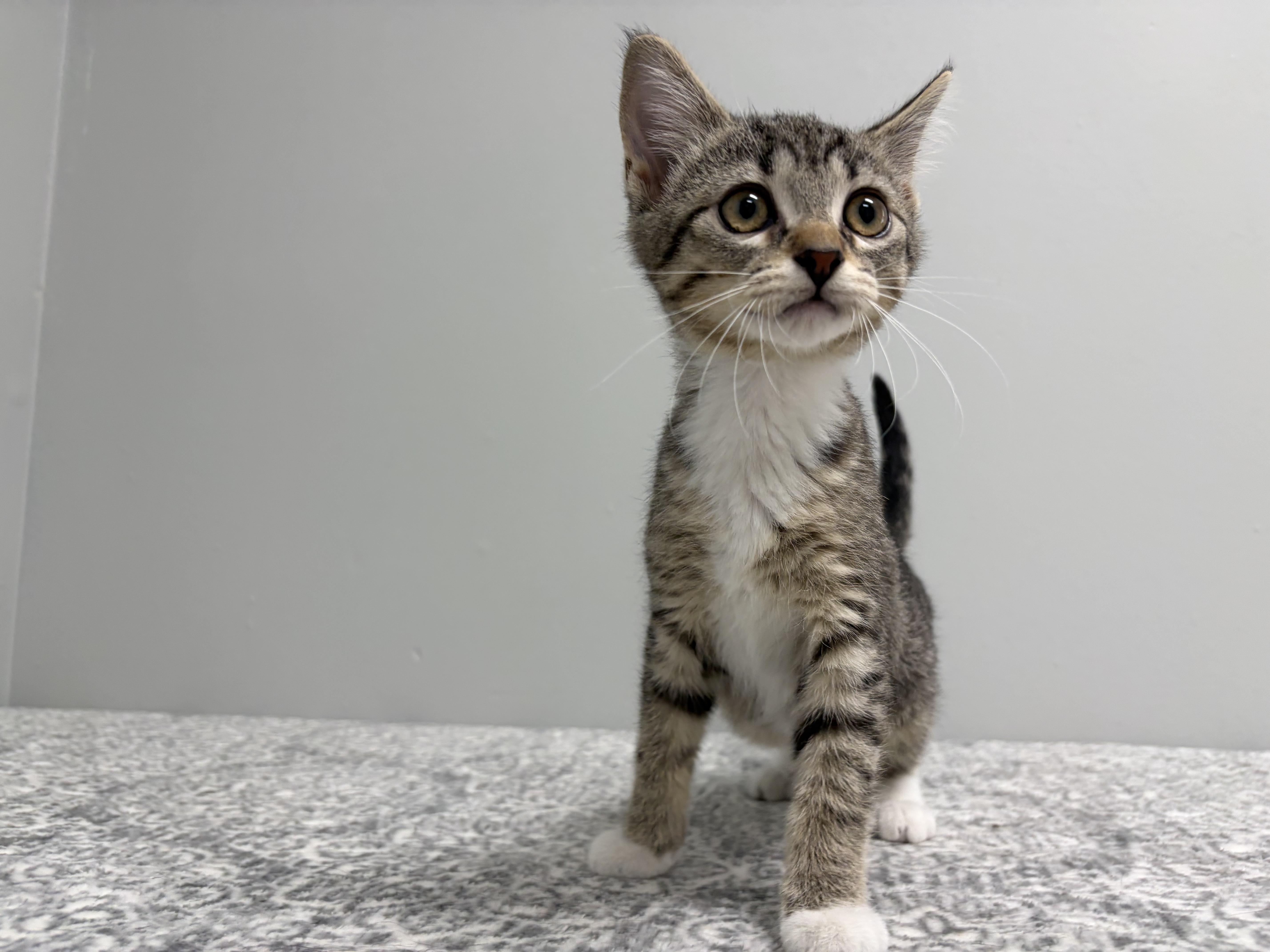 A baby medium-sized female Tabby (Brown / Chocolate) Domestic Short Hair cat named Fiona for adoption in Frankfort, IN