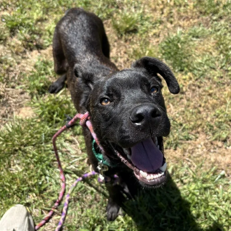 A young medium-sized male Black Boxer dog named Banker for adoption in Greensboro, NC