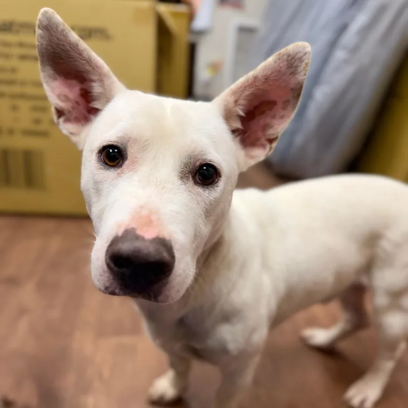 An adult medium-sized male White / Cream Mixed Breed dog named Dobby for adoption in Milton, FL