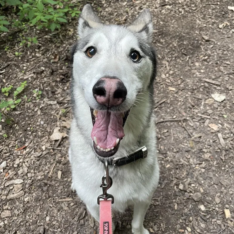 An adult medium-sized female Gray / Blue / Silver Siberian Husky dog named Nakomi for adoption in Indianapolis, IN