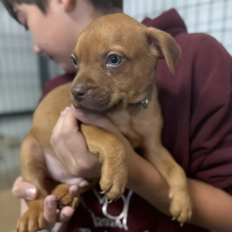 Huntsman Spider thumbnail 2