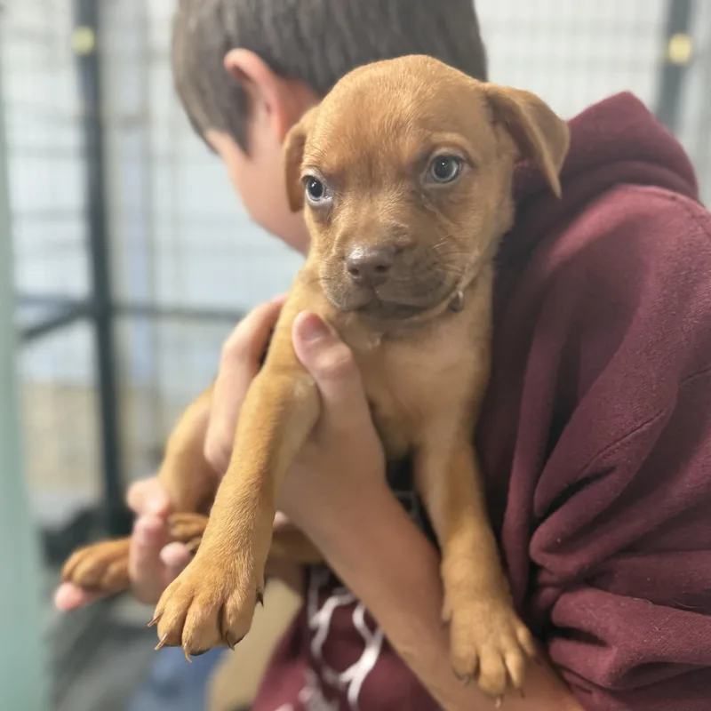 Huntsman Spider thumbnail 3