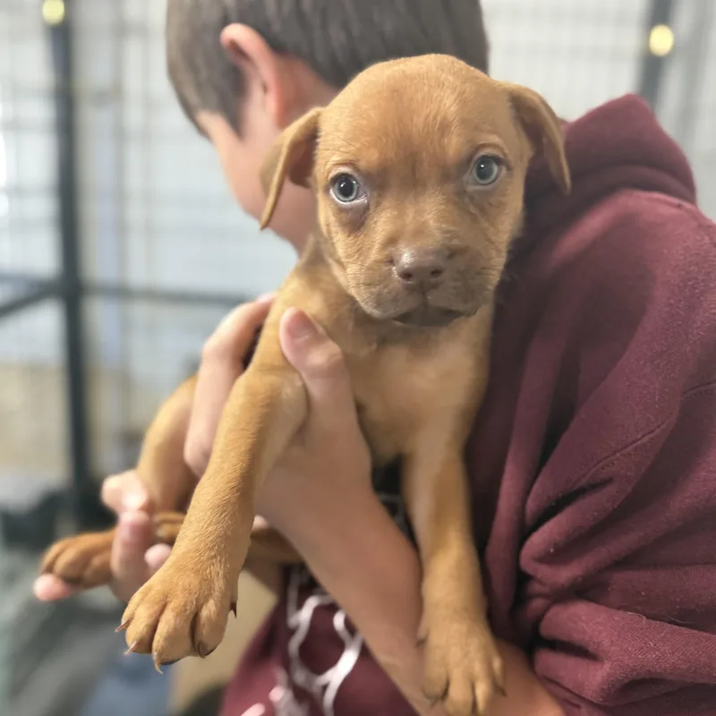 Huntsman Spider thumbnail 4