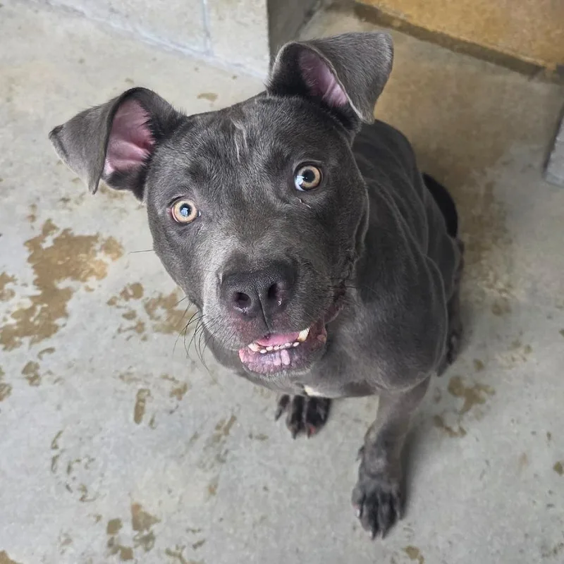 An adult medium-sized male Pit Bull Terrier dog named Baxter for adoption in Bristol, IN
