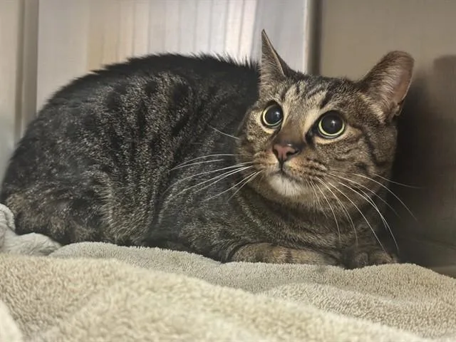 An adult medium-sized male Domestic Short Hair cat named Mac for adoption in Colorado Springs, CO
