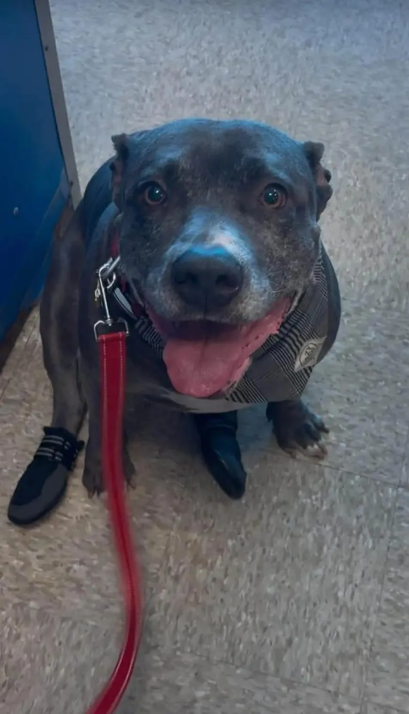 A senior large-sized male Gray / Blue / Silver Pit Bull Terrier dog named Gator for adoption in Moore, OK