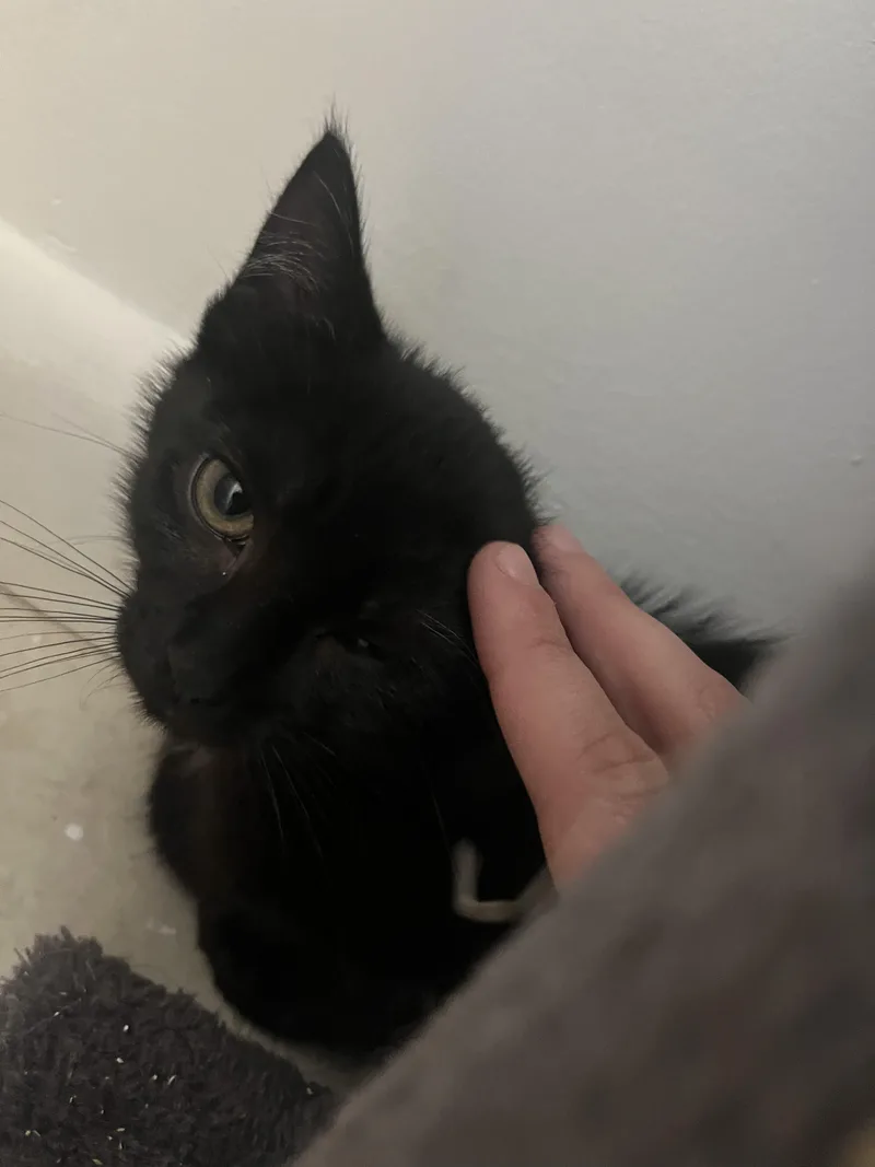 A baby medium-sized female Black Domestic Short Hair cat named Lucky Charm for adoption in Southold, NY