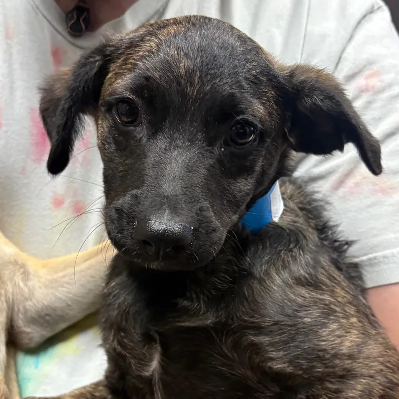 A baby small-sized male Mixed Breed dog named Sorbet for adoption in Yuma, AZ