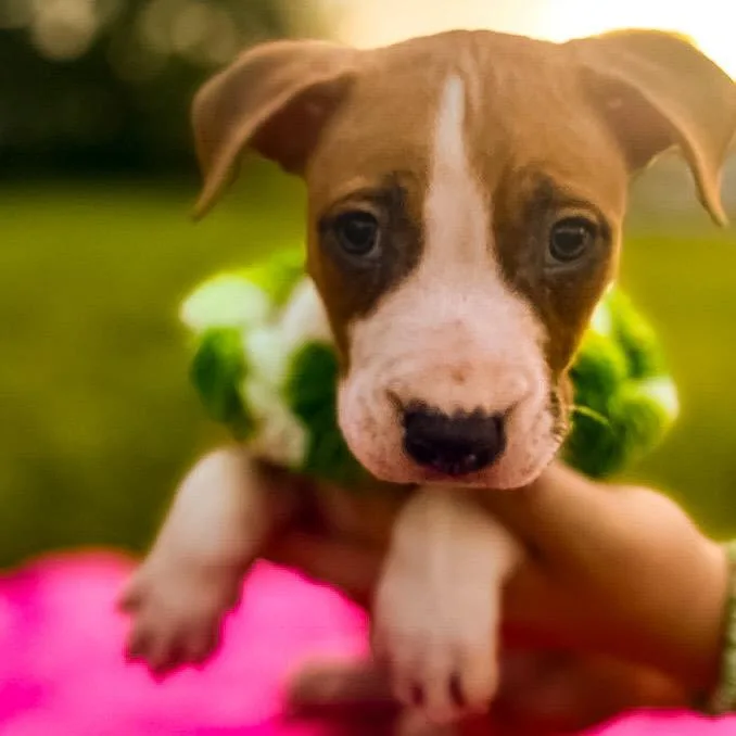 A baby medium-sized male Brown / Chocolate Mixed Breed dog named Spring for adoption in Springboro, OH