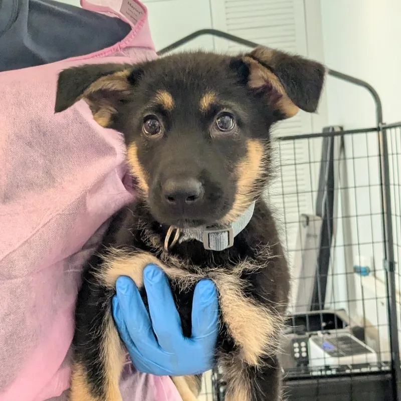 A baby small-sized female German Shepherd Dog dog named Lindy Leopard for adoption in Los Angeles, CA