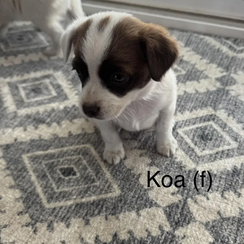 A baby small-sized female White / Cream Jack Russell Terrier dog named Koa for adoption in Cashmere, WA