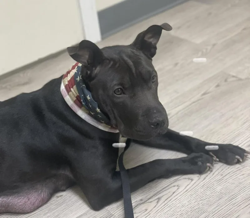 A young medium-sized female Black Staffordshire Bull Terrier dog named Matilda for adoption in Horn Lake, MS