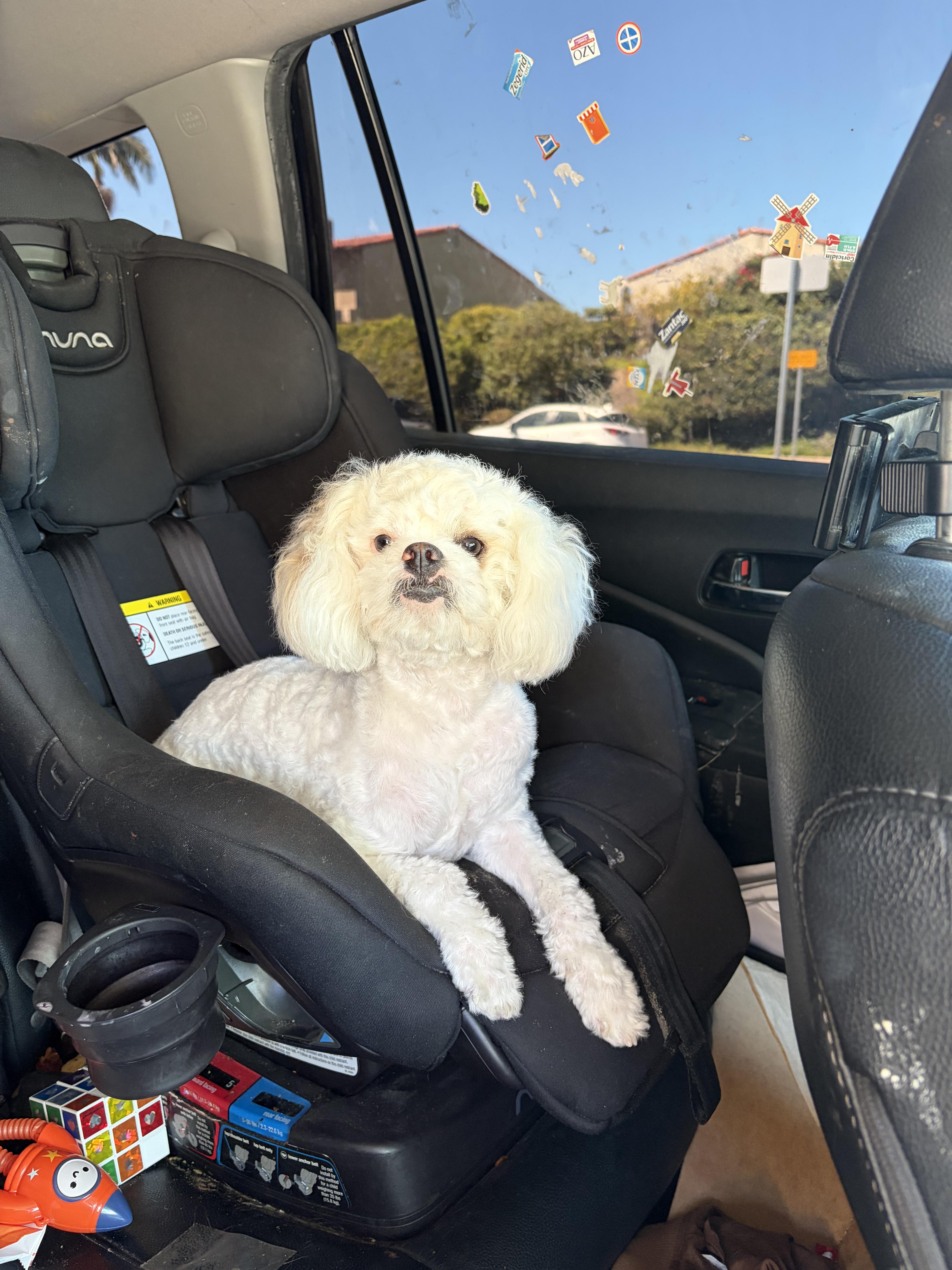 A young small-sized male Miniature Poodle dog named Bowie for adoption in Corona, CA