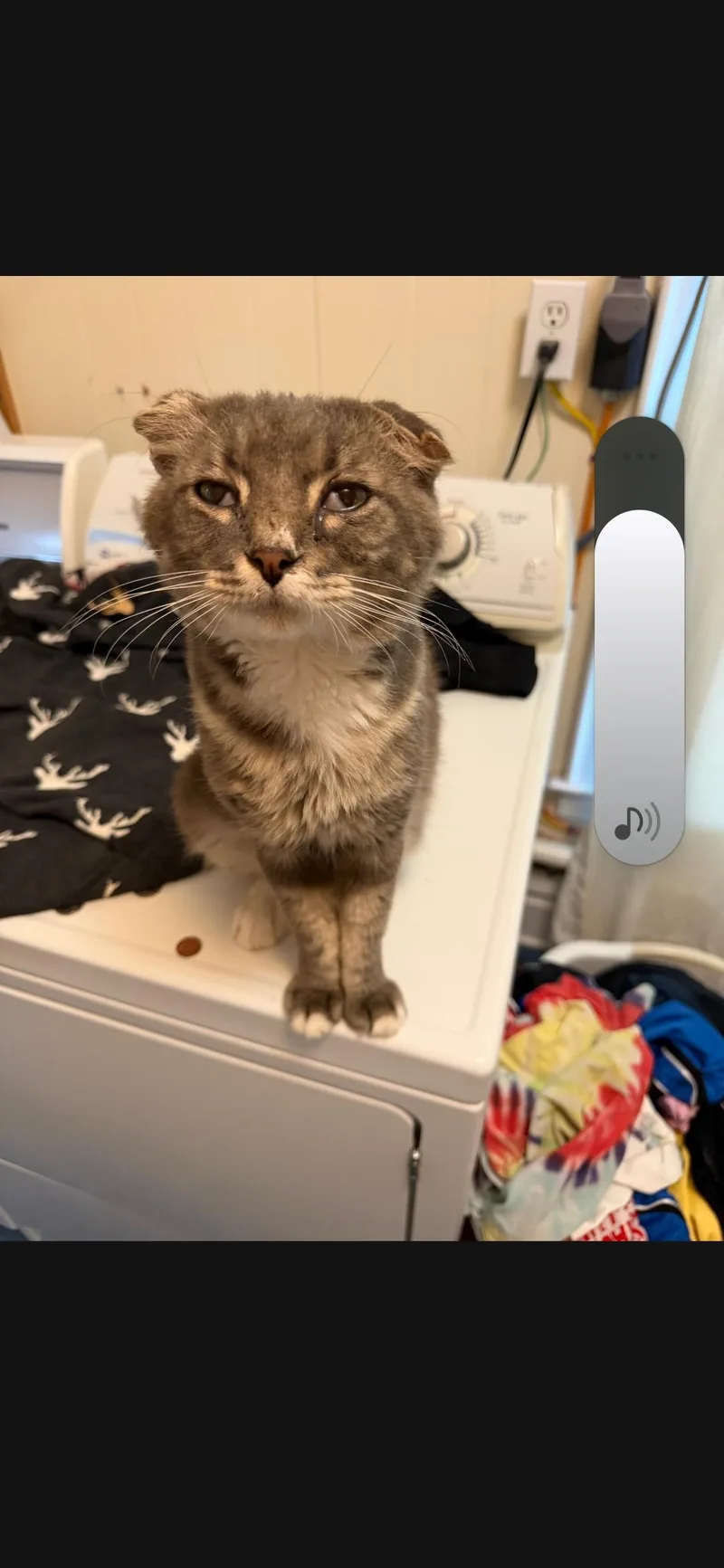A young small-sized male Gray / Blue / Silver Domestic Medium Hair cat named Baby Girl for adoption in Charleston, WV