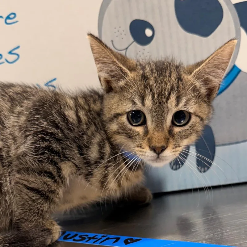 A baby small-sized male Domestic Short Hair cat named Theodore for adoption in Tampa, FL