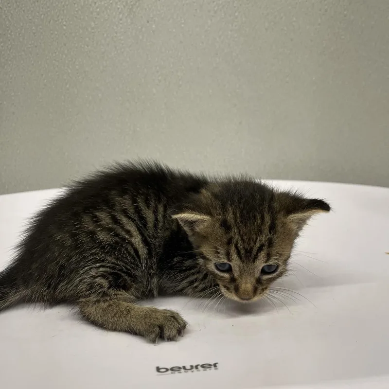 Theodore thumbnail 2