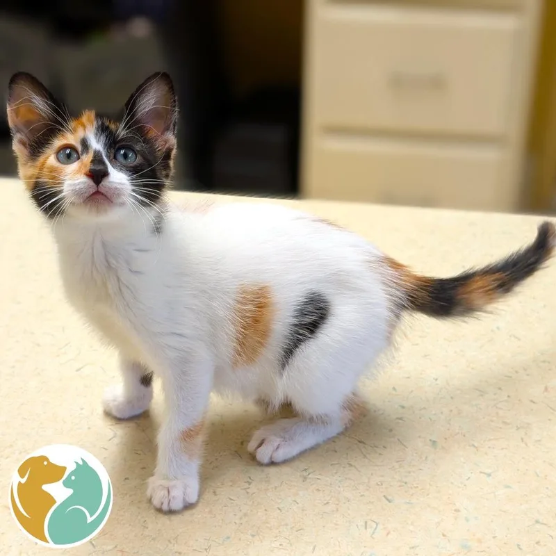 A baby small-sized female Calico Domestic Short Hair cat named Orbit for adoption in Toledo, OH