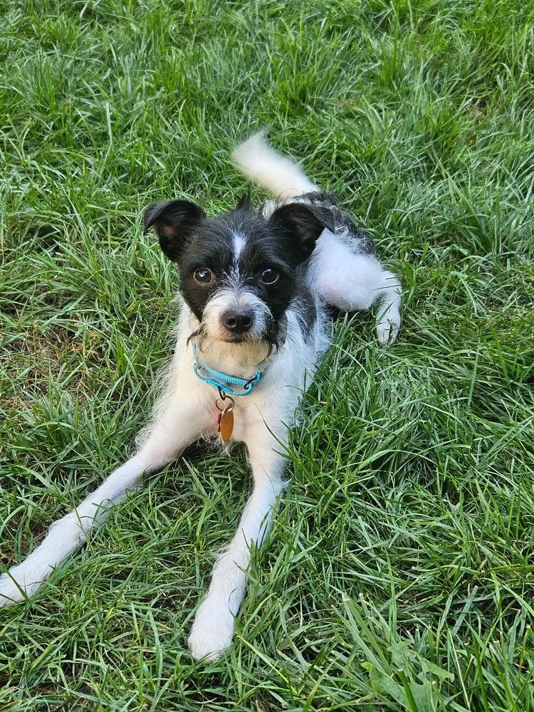An adult small-sized male Tricolor (Brown, Black, & White) Terrier dog named Jack for adoption in Plymouth, MN