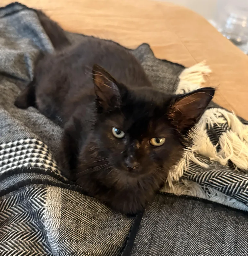 A baby medium-sized male Black Domestic Medium Hair cat named Simon for adoption in Leesburg, VA