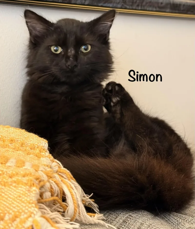 Simon thumbnail 3