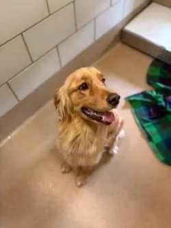 A young medium-sized male Golden Golden Retriever dog named Buddy for adoption in Murphy, TX