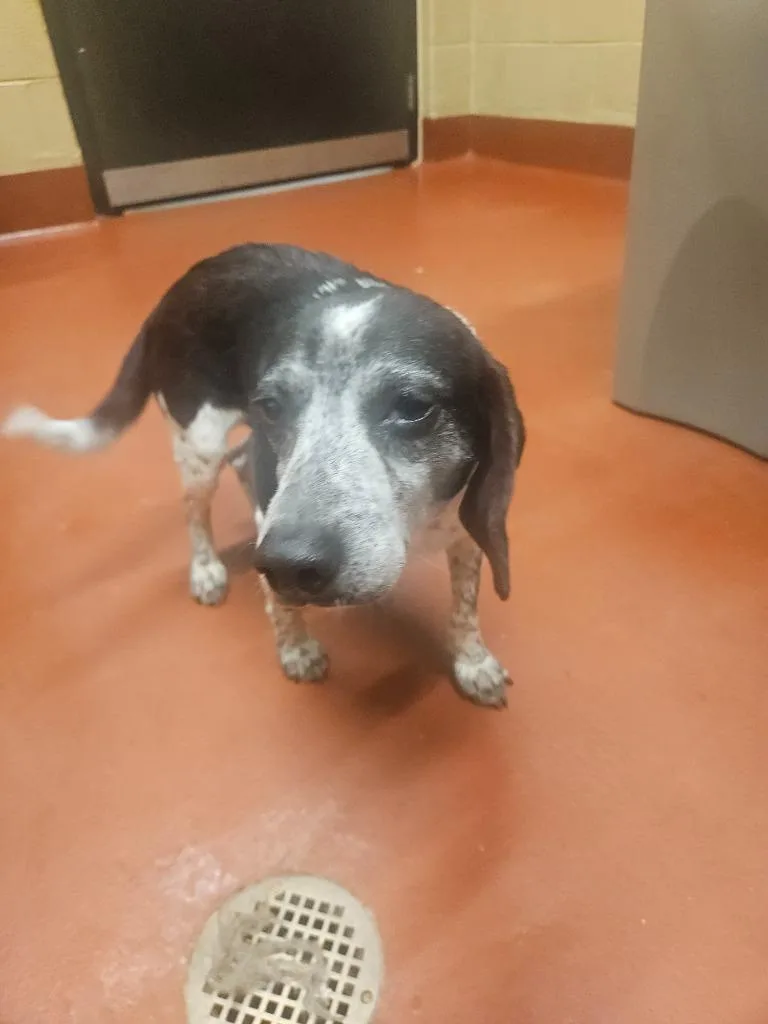 An adult medium-sized male Beagle dog named Bandit for adoption in Douglasville, GA