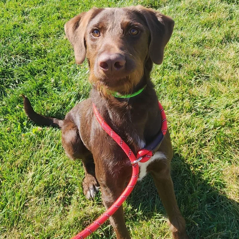 A young medium-sized male Brown / Chocolate Chocolate Labrador Retriever dog named Moose for adoption in Fort Wayne, IN