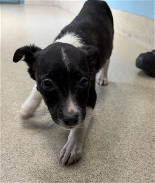 A baby small-sized female Feist dog named Trixie for adoption in Newton, NC