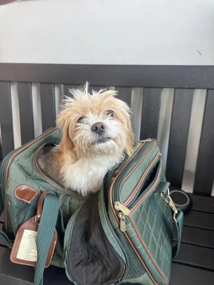 A senior small-sized female Mixed Breed dog named Miss. V for adoption in West Chester, PA