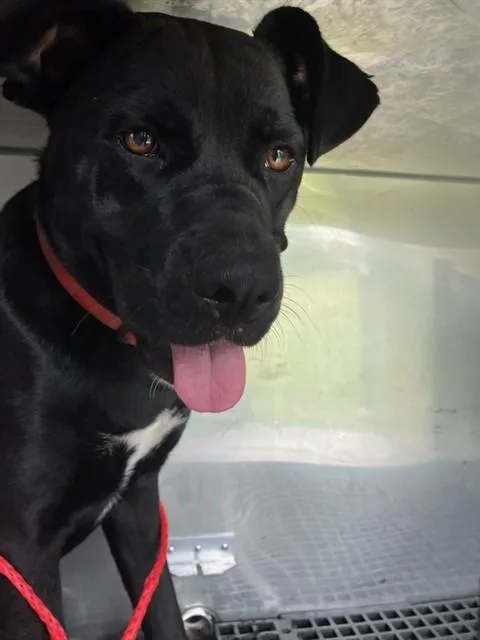 An adult large-sized male Mixed Breed dog named Tinker for adoption in Dallas, TX