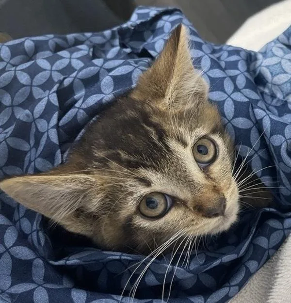 A baby small-sized male Domestic Short Hair cat named Amazon for adoption in Escondido, CA