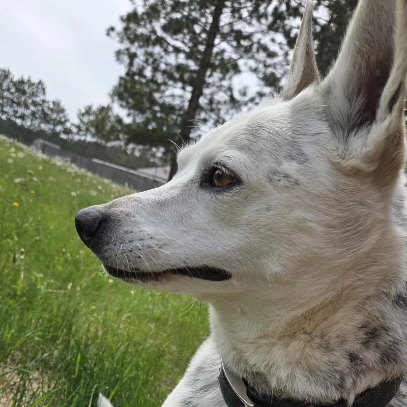 A senior medium-sized female White / Cream Australian Cattle Dog / Blue Heeler dog named Peggy for adoption in Park Rapids, MN