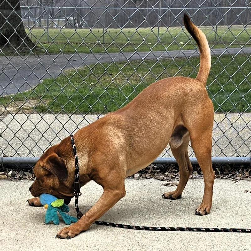 An adult medium-sized male Red / Chestnut / Orange Pit Bull Terrier dog named Remi for adoption in Michigan City, IN