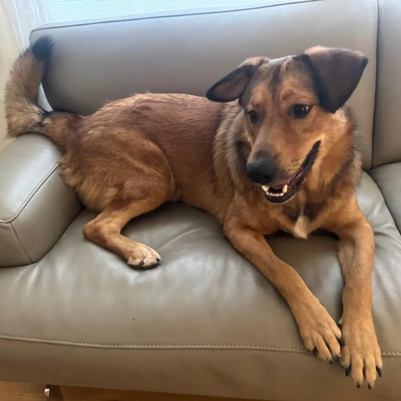 An adult large-sized male Shepherd dog named Teddy for adoption in Austin, TX
