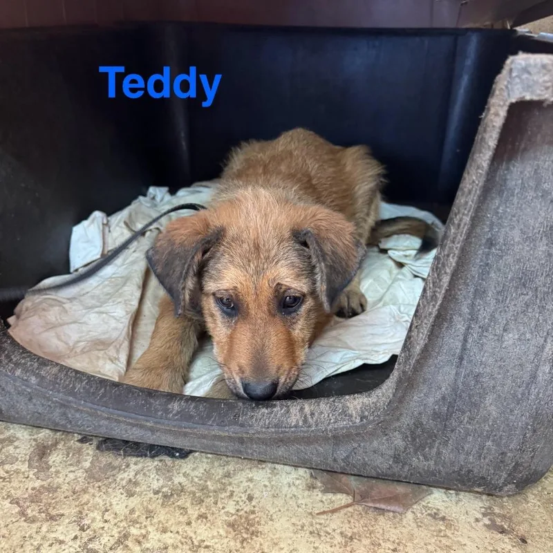 Teddy thumbnail 4