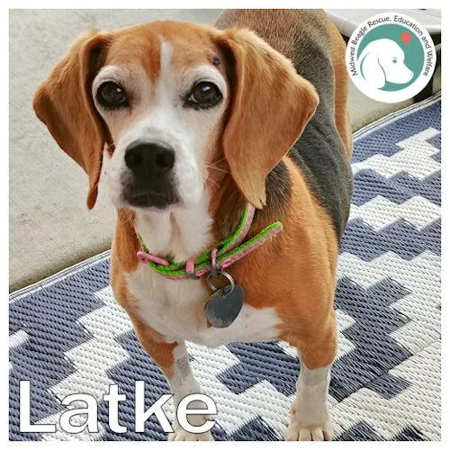 Latke thumbnail 2