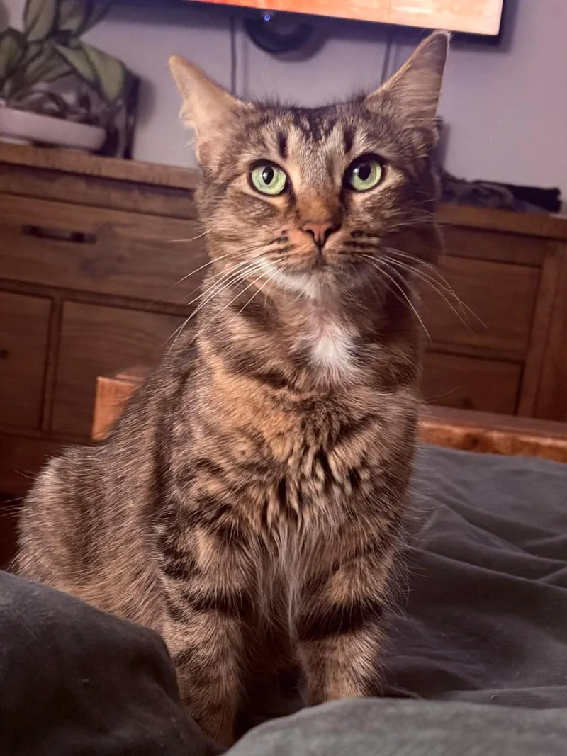 A young large-sized female Domestic Medium Hair cat named Lucy for adoption in Clayton, NC