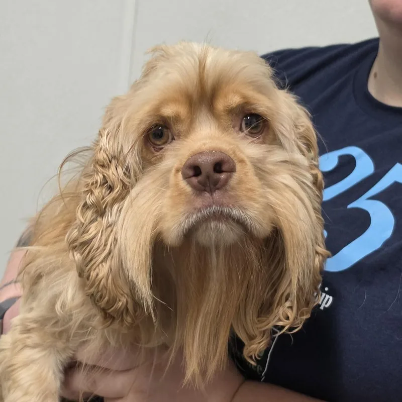 An adult small-sized male Golden Mixed Breed dog named Watson for adoption in Troy, IL
