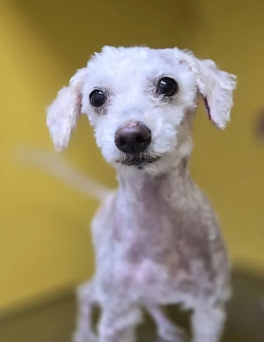 An adult small-sized female Poodle dog named Janice for adoption in Los Angeles, CA