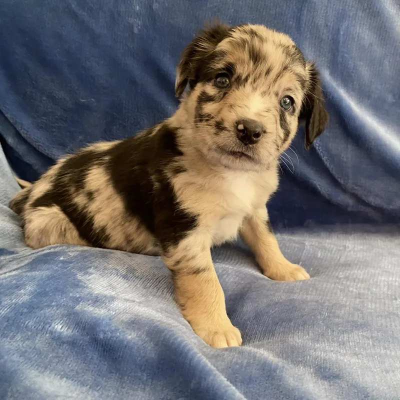 A baby medium-sized female Catahoula Leopard Dog dog named Theodosia for adoption in Greensboro, GA