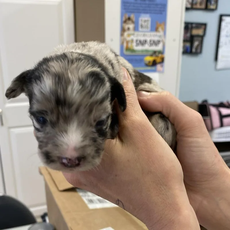 Theodosia thumbnail 2