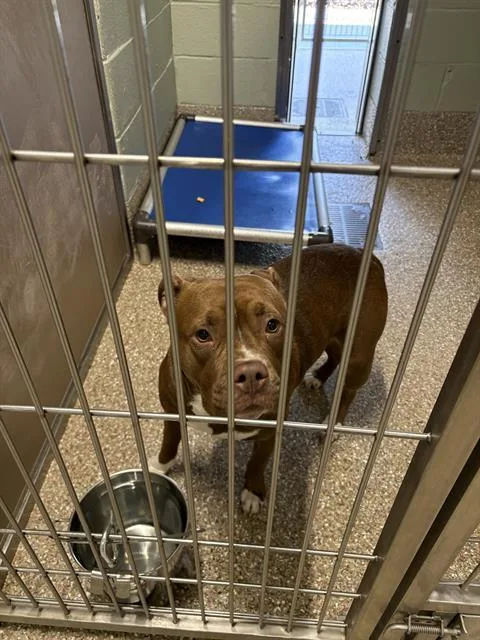 A young medium-sized female Staffordshire Bull Terrier dog named Coco for adoption in Clyde, NC