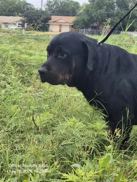 An adult large-sized male Rottweiler dog named Marsh for adoption in San Antonio, TX