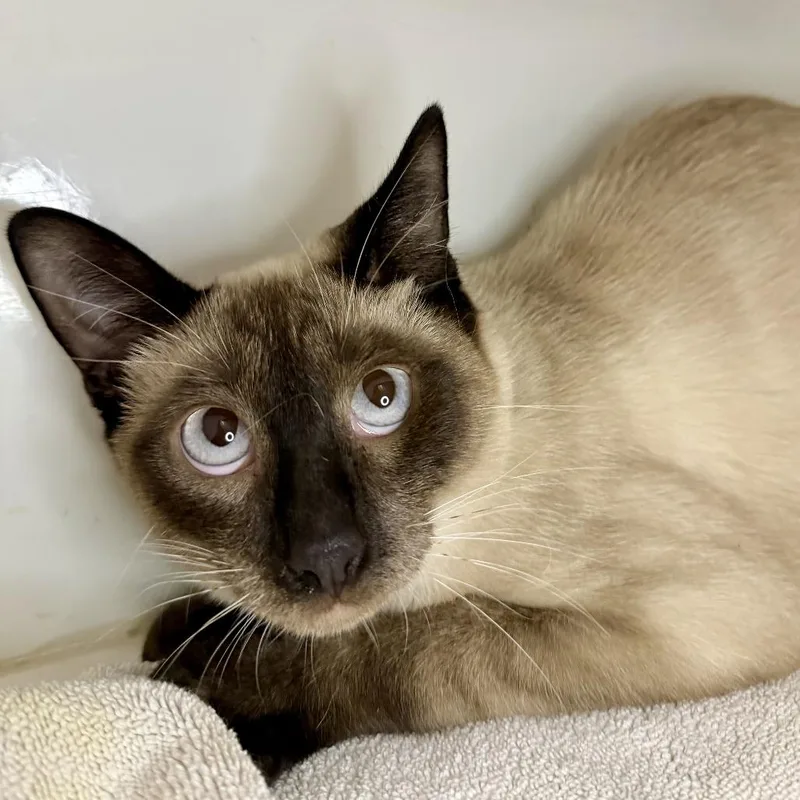 An adult small-sized male Siamese cat named Phoenix Wright for adoption in Los Angeles, CA