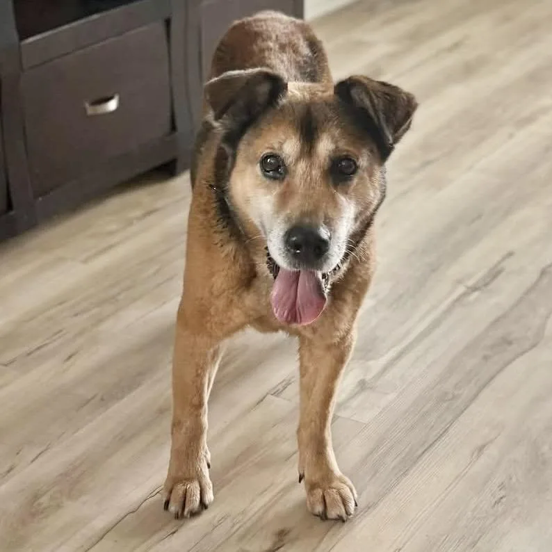 A senior medium-sized male Brown / Chocolate German Shepherd Dog dog named Buddy for adoption in Conroe, TX